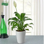 Potted Peace Lily Plant